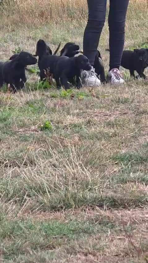 Labrador Retriever dogs for sale: Gorgeous black lab pups,FULLY HEALTH TEST PARENT - Video 1