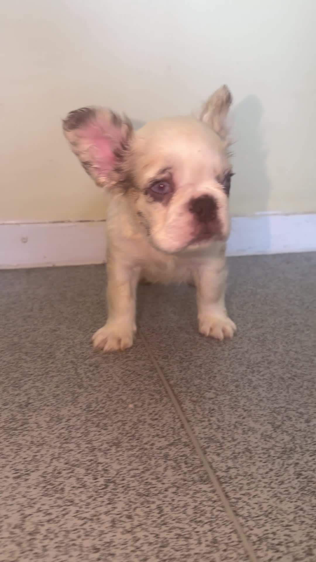 French Bulldog dogs for sale: FLUFFY FRENCH BULLDOG - Video 2
