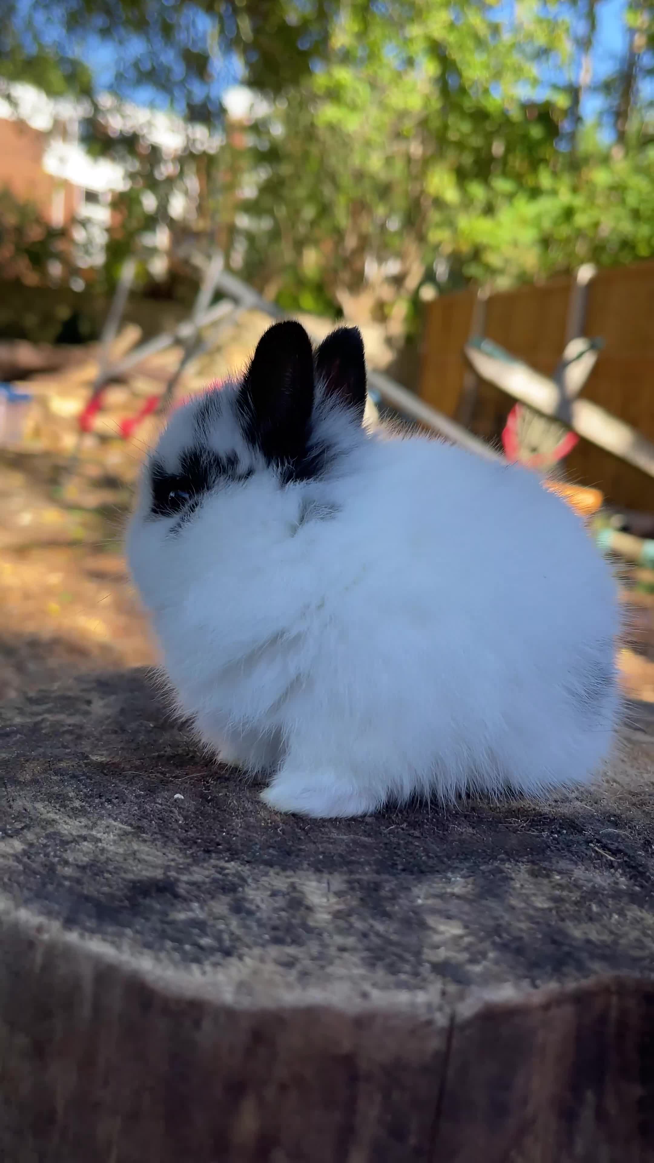 Netherland Dwarf rabbits for sale: Real Netherland Dwarf   - Video 3