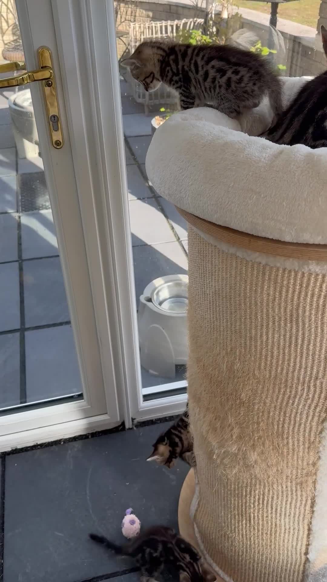 Bengal cats for sale: MARBLED & Spotted BENGALS TiCA Reg 1 kitten left  - Video 2