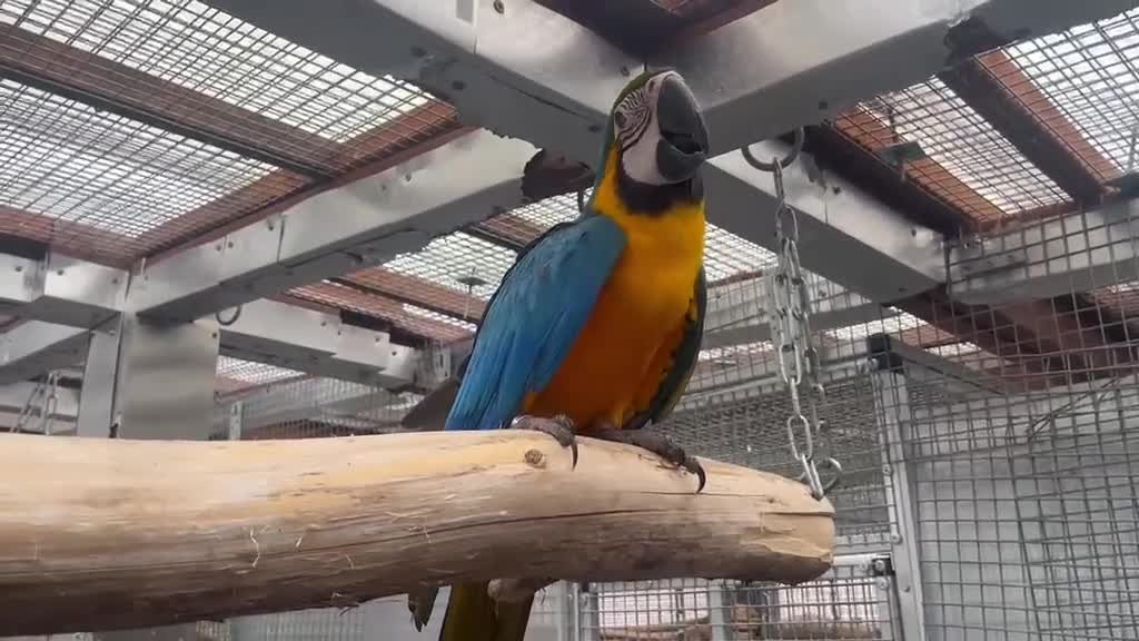 Parrots birds for sale: Selling various handreared babies  - Video 1