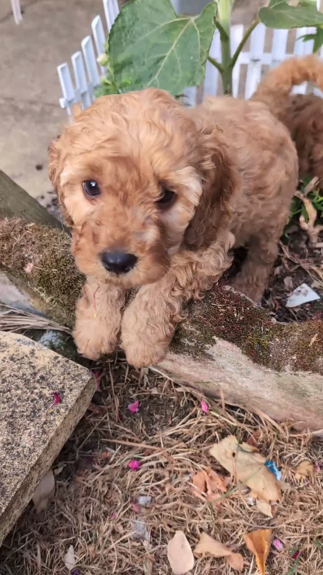 Cockapoo dogs for sale: Toy cockapoo. A little boy left. Ready 6th Aug - Video 3