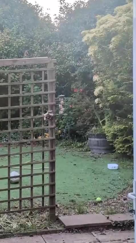 Mixed Breed dogs for adoption: ❤️CANDY & ESMERALDA❤️ TWO LITTLE DELICATE SOULS in Liverpool - Video 3