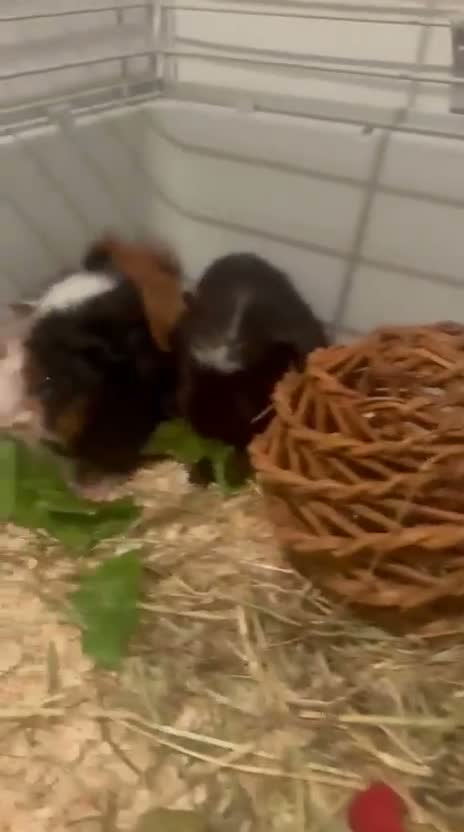 Guinea Pig rodents for sale: 2MALE guinea pigs complete with everything! - Video 1