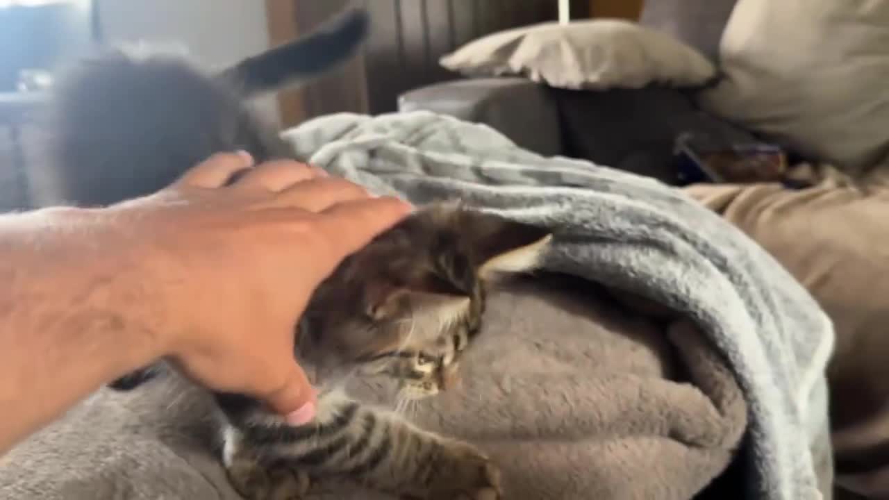 Maine Coon cats for sale: Beautiful Maine Coon Kittens for Sale - Video 3