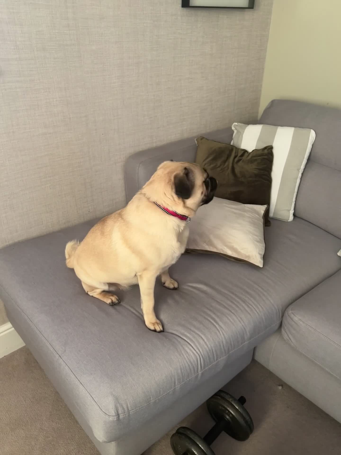 Pug dogs for sale: Female pug  - Video 1
