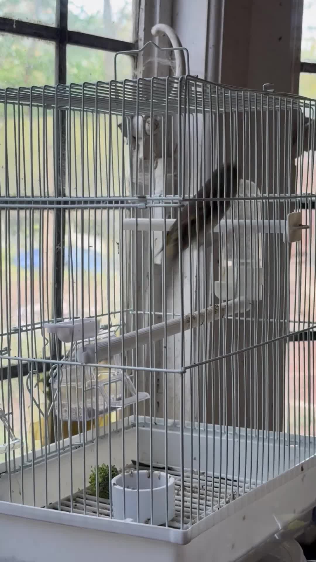 Finches birds for sale: Switty Singing Goldfinch Cock Mule - Video 1