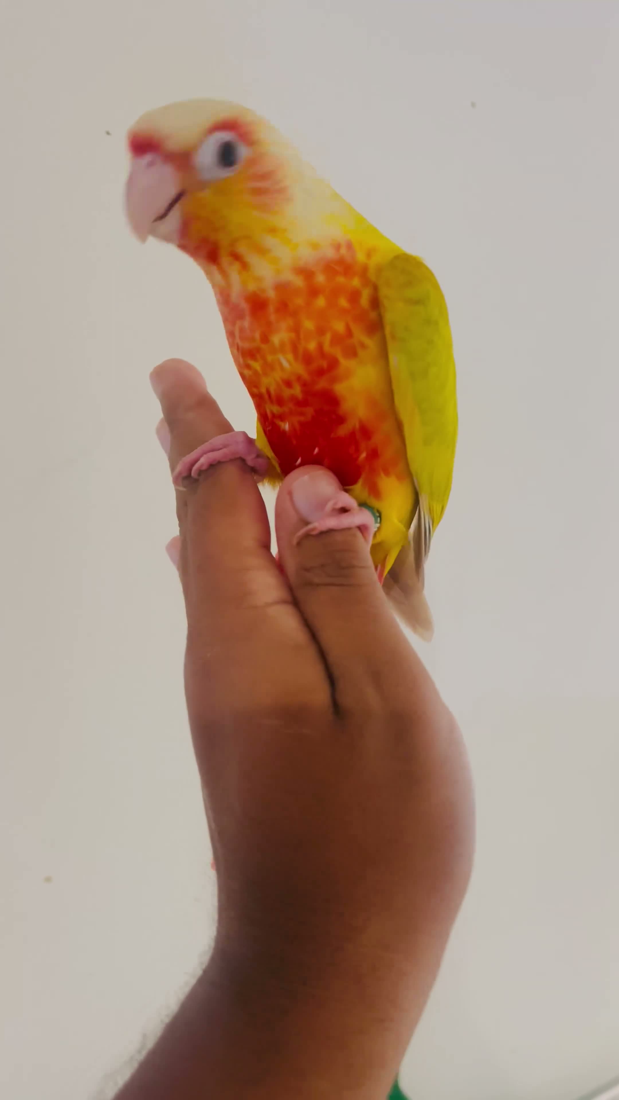 Conures birds for sale: Hand reared conures for sale  - Video 1
