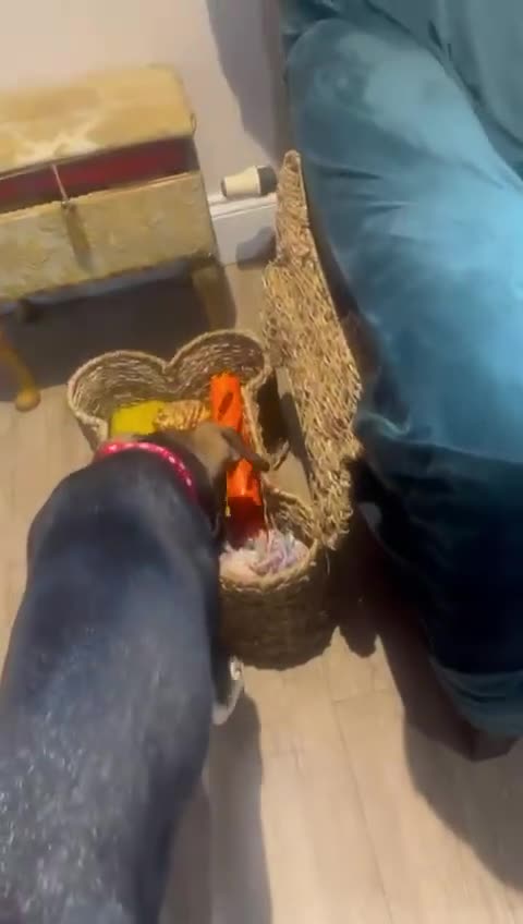 Mixed Breed dogs for adoption: Tonia  - Video 1