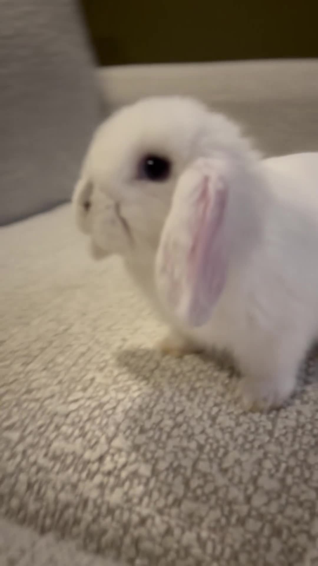 Mini Lop rabbits for sale: 8 week old Mini lop doe - Video 1