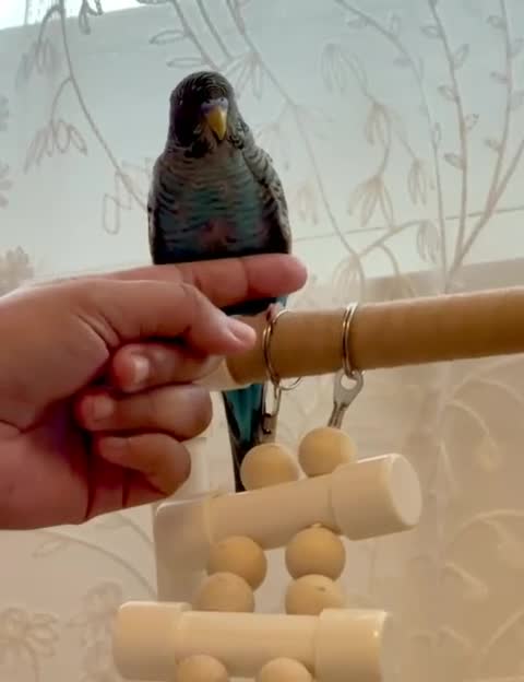 Budgerigars birds for sale: [SOLD]. Bf split bw/hago male available semi-tamed - Video 2