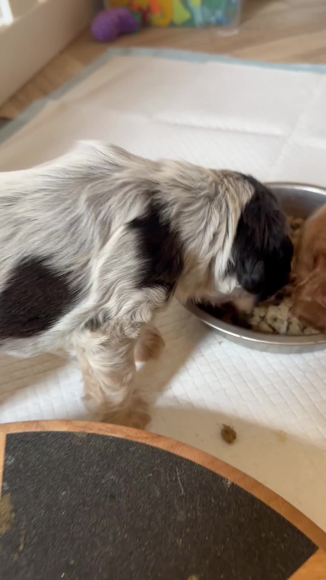 Cocker Spaniel dogs for sale: Rizi-Bizi bred Health tested Show cockers  - Video 2