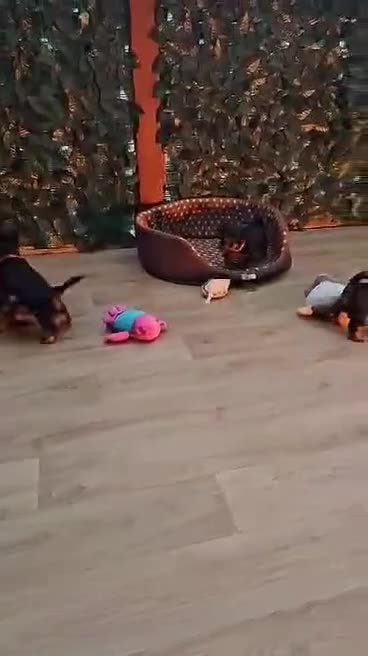 Yorkshire Terrier dogs for sale: Yorkshire Terrier puppies - Video 2