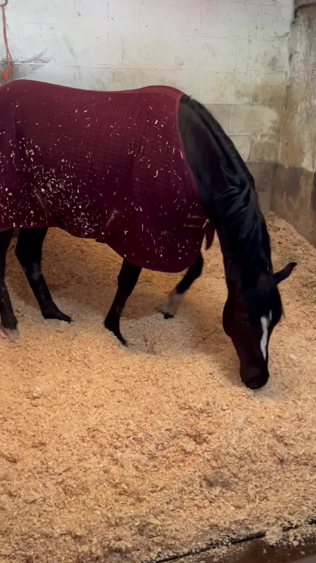 English Thoroughbred horses for sale: lovely home for my boy (no reason of his own!!!) - Video 4