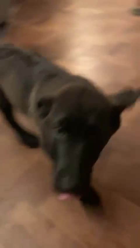 Mixed Breed dogs for sale: Labrador x german Shepherd  - Video 1