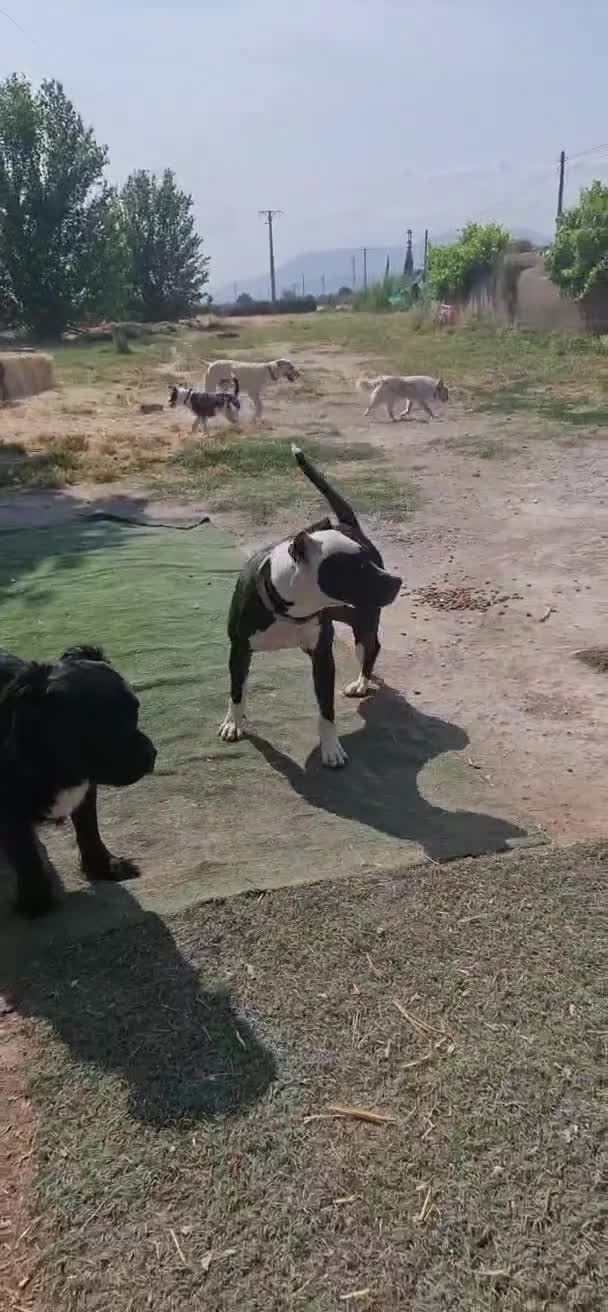 Mixed Breed dogs for adoption: ❤️ HERA the dog with a beautiful heart ❤️ - Video 2