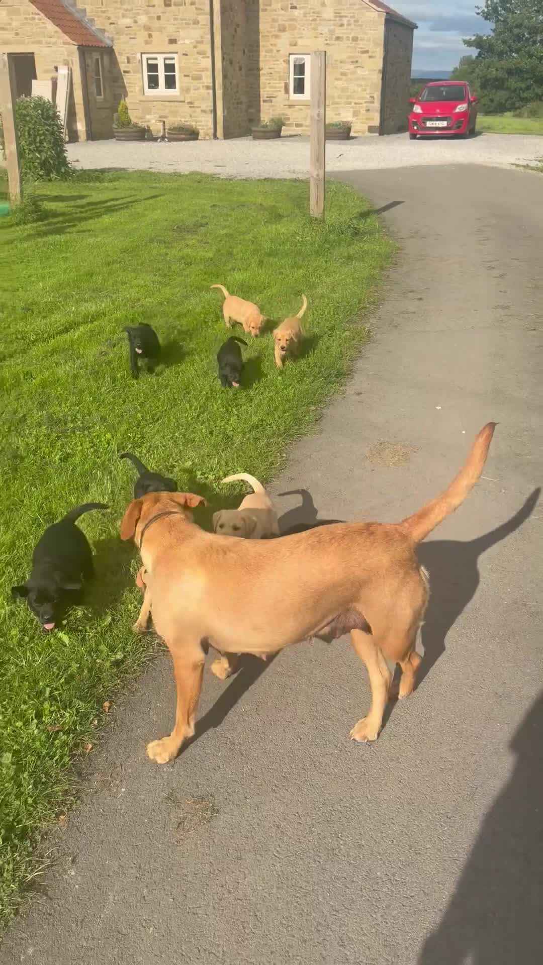 Labrador Retriever dogs for sale: 2 yellow Labrador dog pups  - Video 1