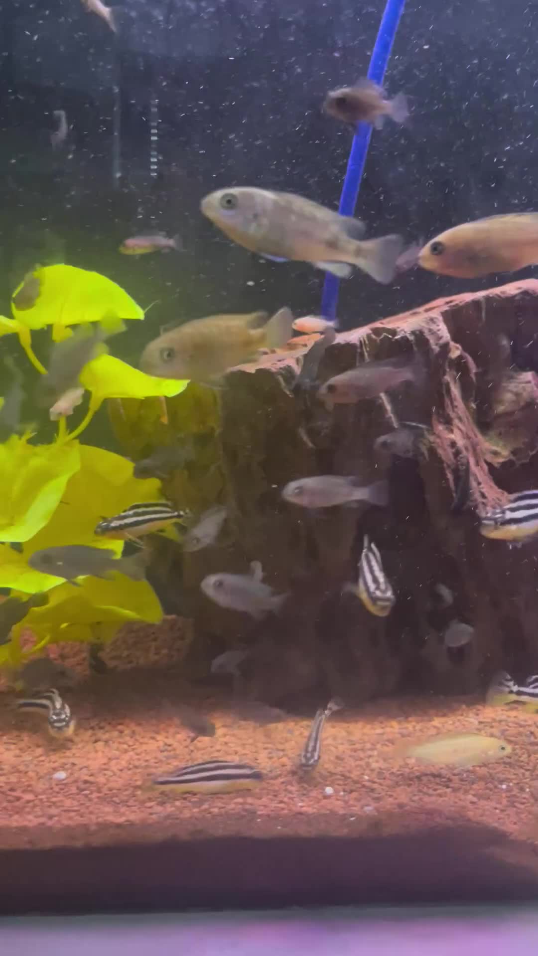 Cichlids fish for sale: african cichlids  in Barnsley - Video 1