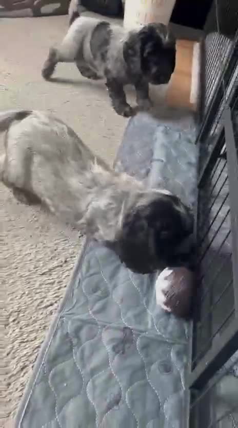 Cocker Spaniel dogs for sale: One beautiful blue roan boy unexpectedly available - Video 2
