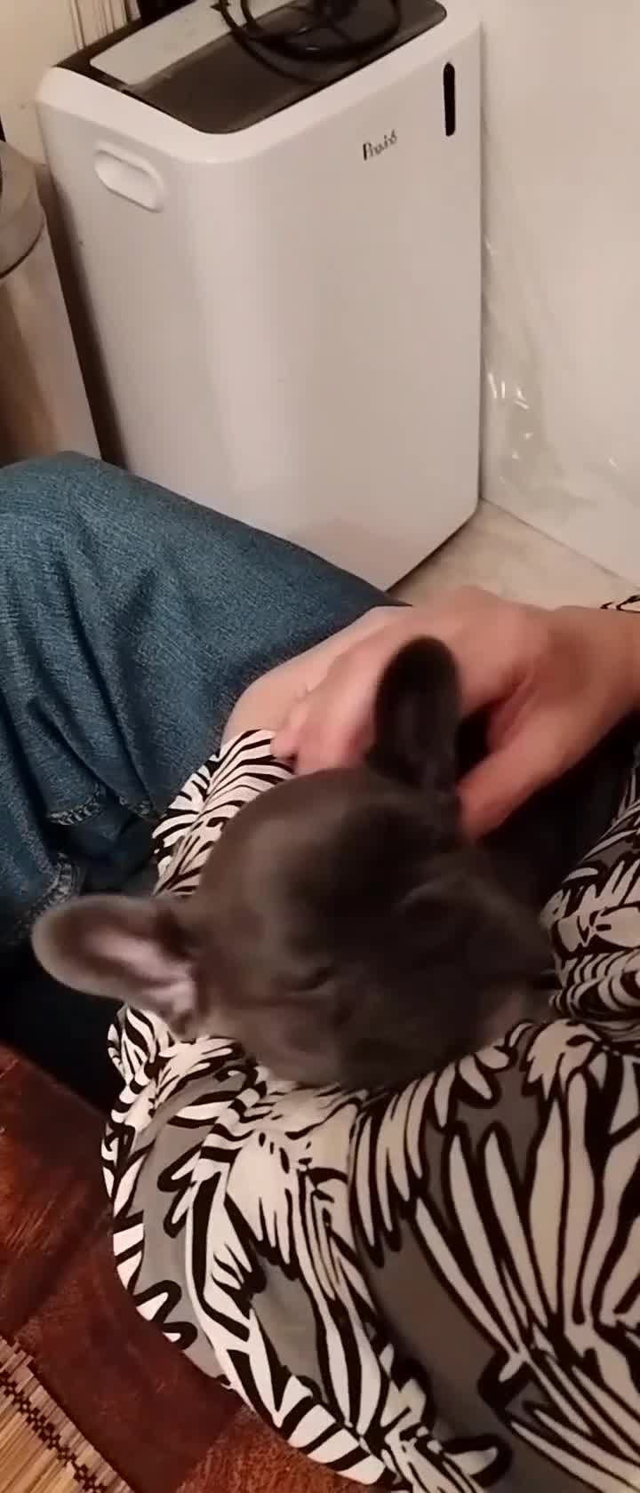 French Bulldog dogs for sale: French bulldog female blue colour - Video 3