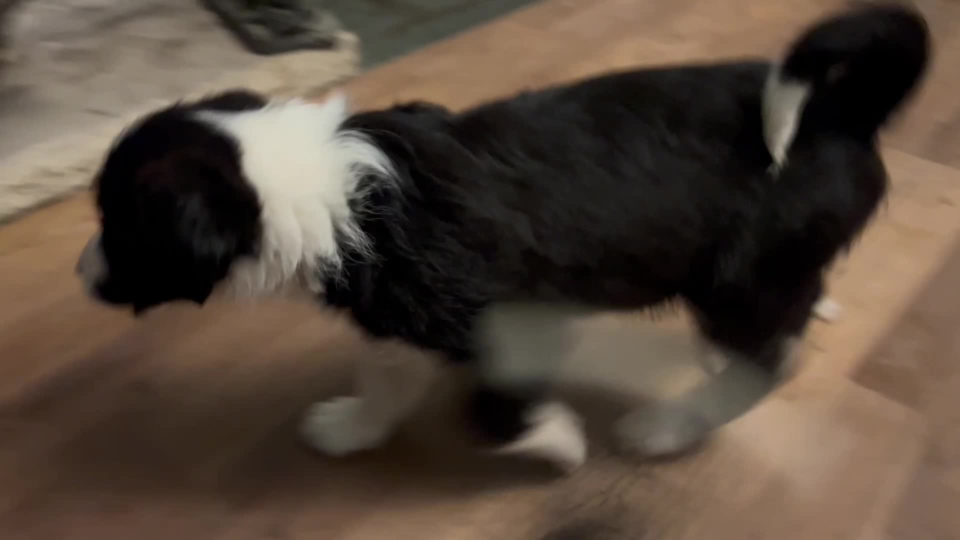 Bordoodle dogs for sale: Gorgeous Collie x poodle pups  - Video 2