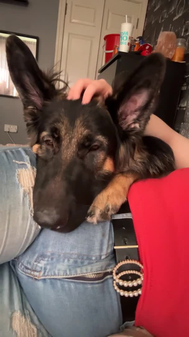 German Shepherd dogs for stud: Proven KC Registered German Shepherd  in Glasgow - Video 1