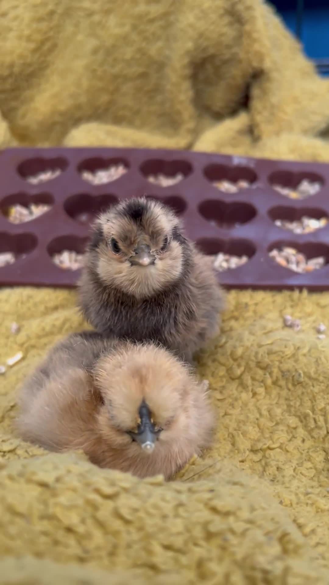 Chickens poultry for sale: Silkie chicks - Video 2