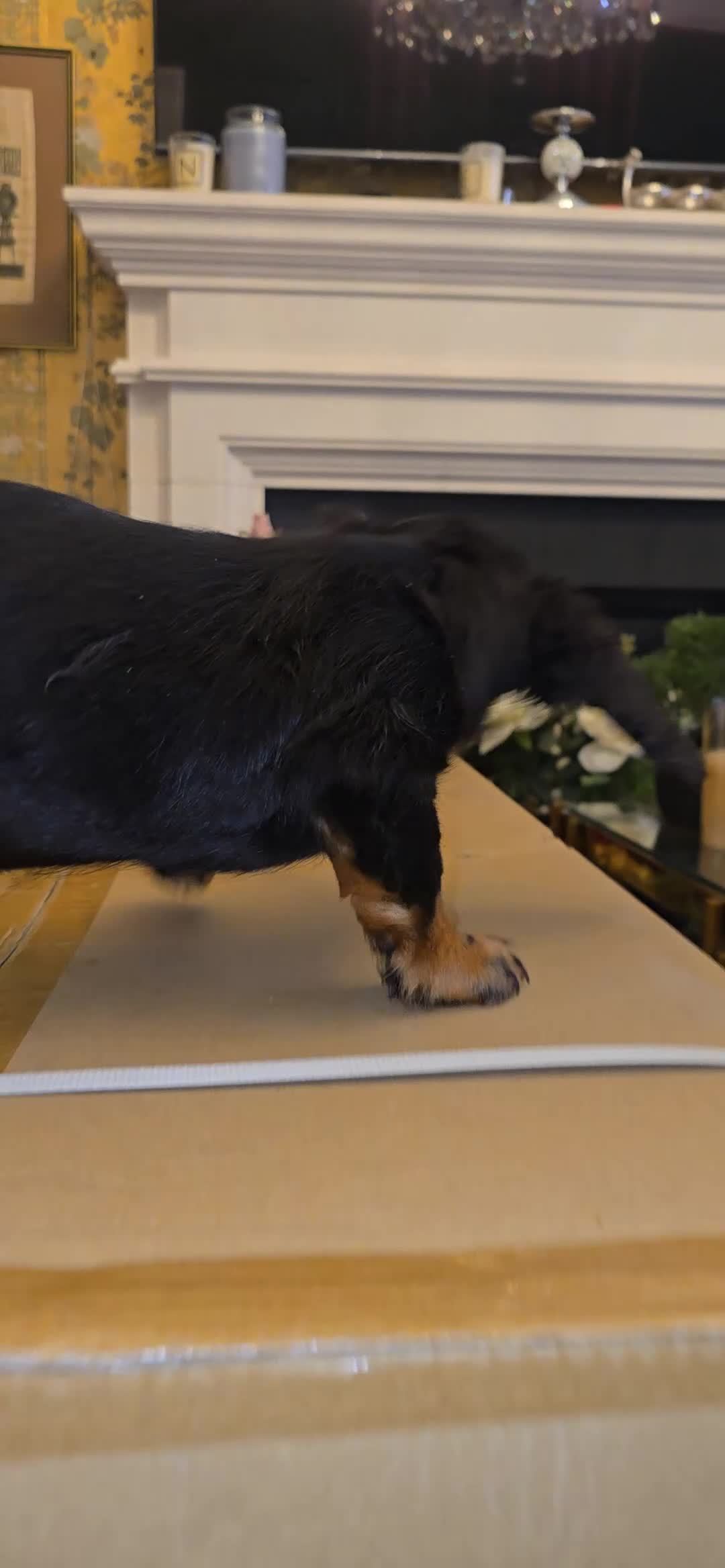 Miniature Dachshund dogs for sale: Miniature Dashound 5 STAR QUALITY LONGHAIR & SHORT - Video 2