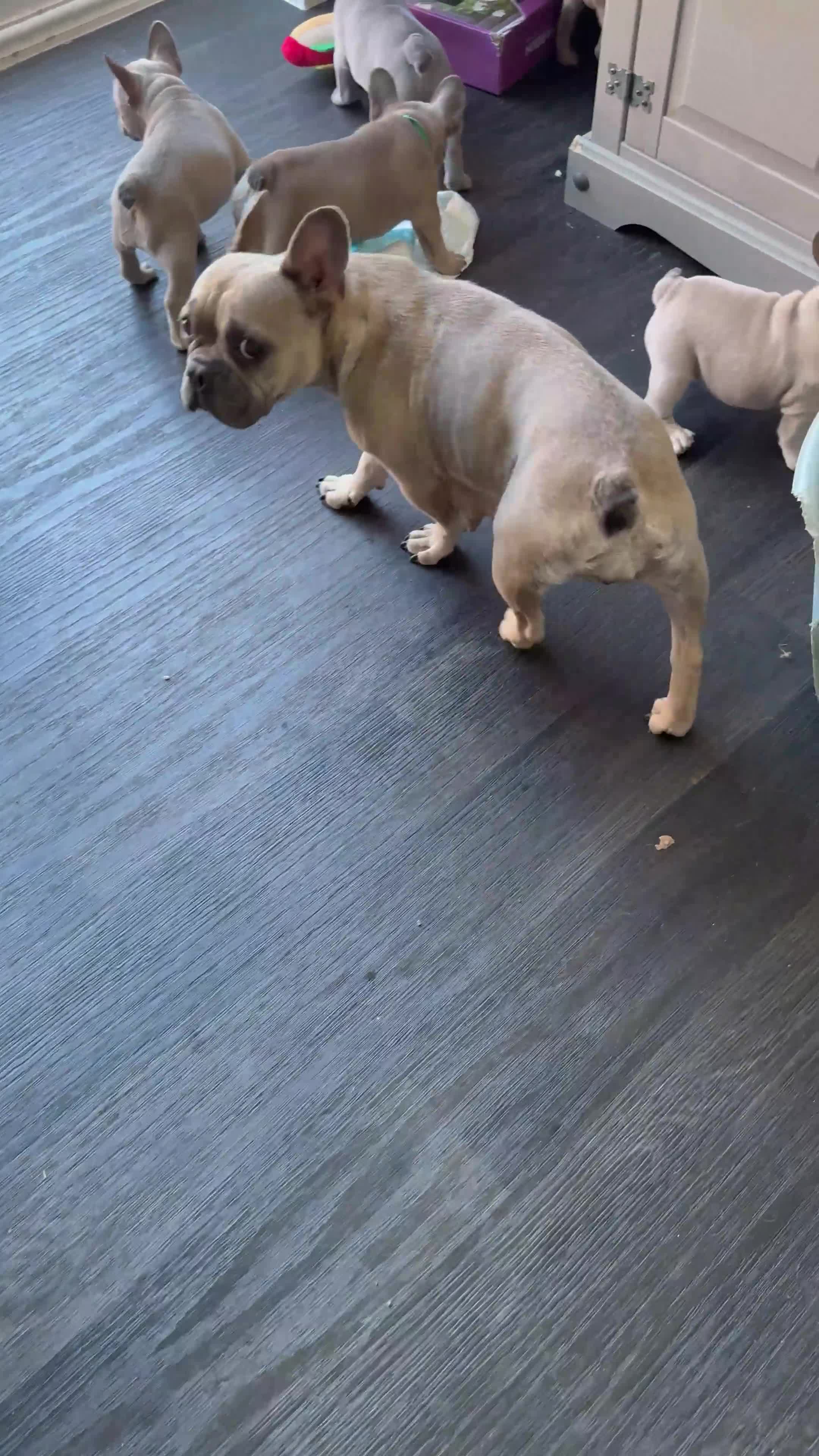 French Bulldog dogs for sale: 4 stunning Pure breed Blue Fawn French Bulldogs 🐶 - Video 1