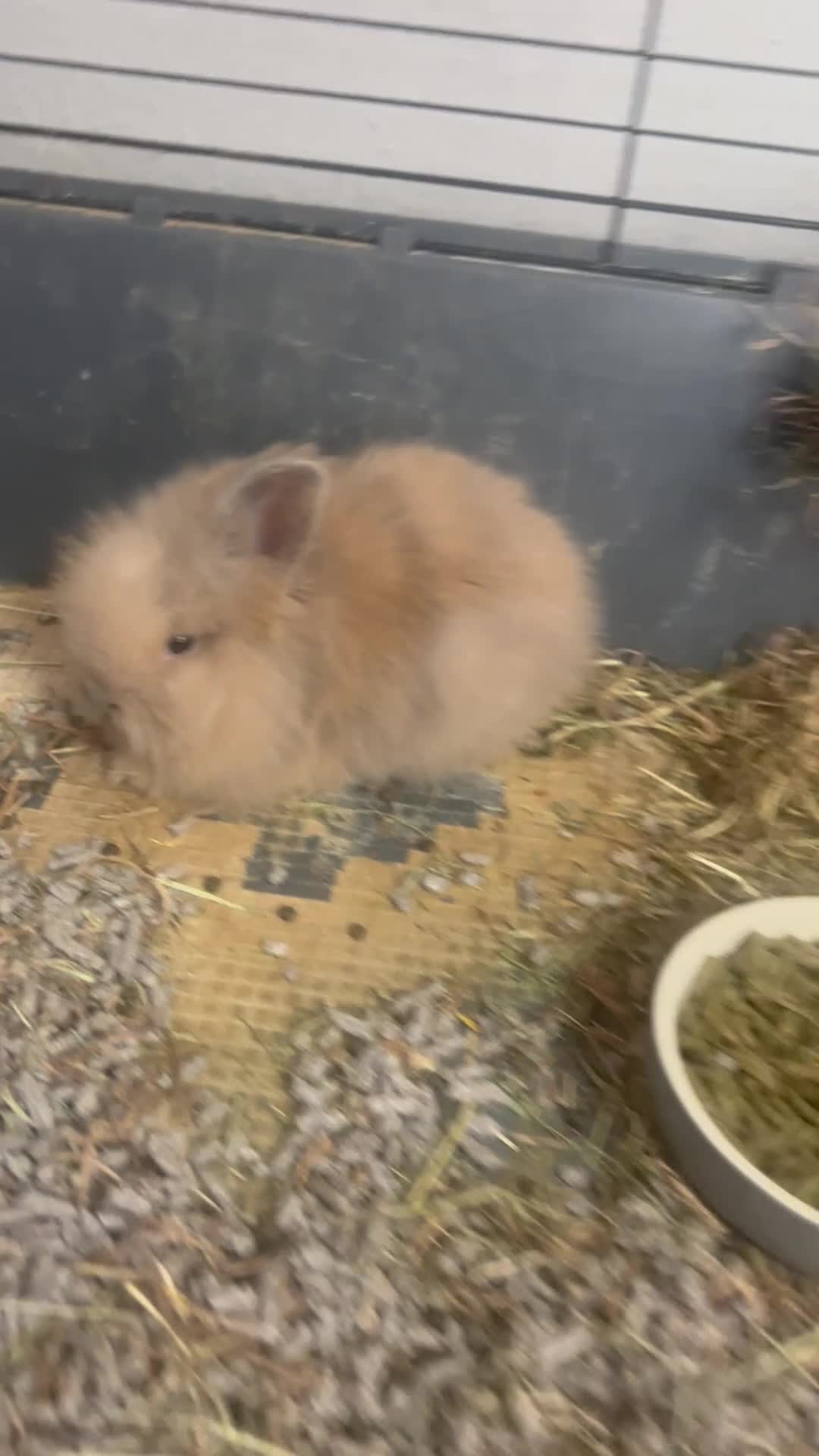 Lionhead rabbits for sale: Double Lionhead baby rabbits  - Video 1