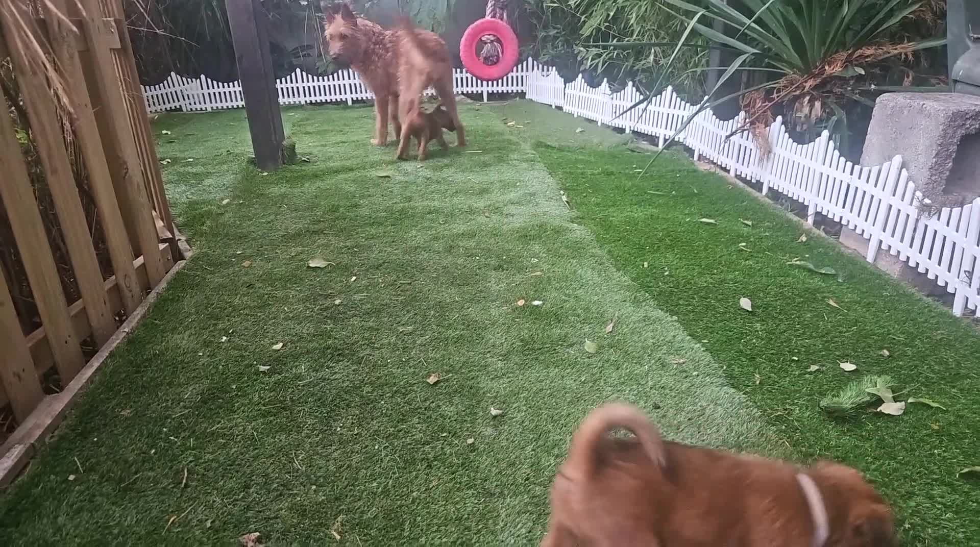 Irish Terrier dogs for sale: Beautiful Champion Lines KC Irish Terrier Puppies - Video 1