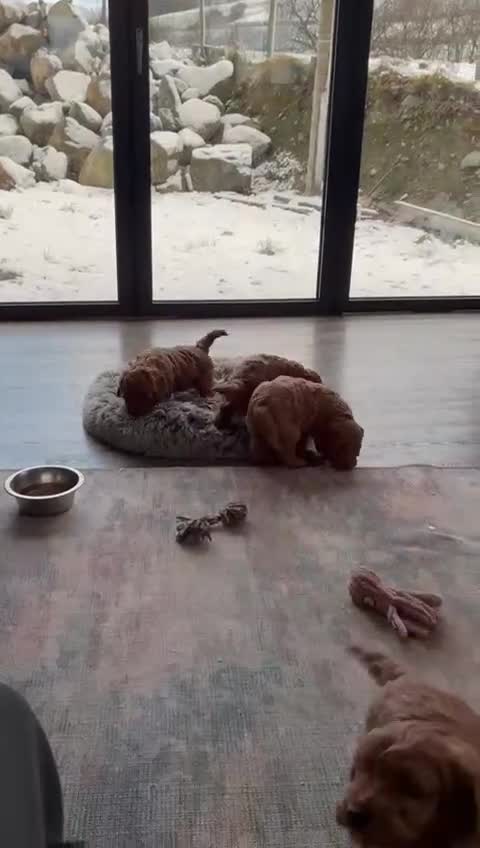 Cockapoo dogs for sale: Beautiful fox red cockapoo puppies for sale - Video 2