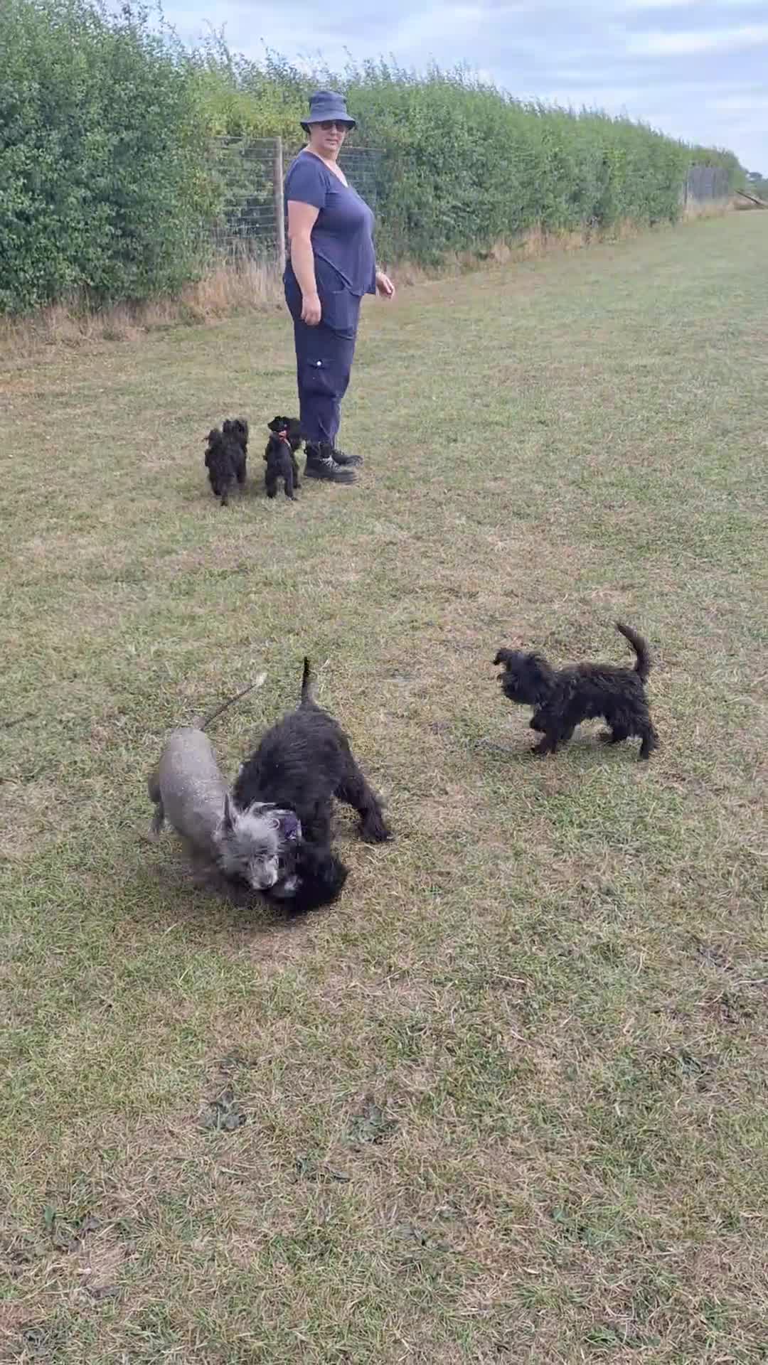 Mixed Breed dogs for sale: BUDDY-BEAR - Video 1