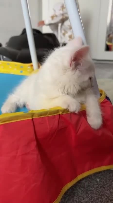 Turkish Angora cats for sale: Turkish Angora Last Girl Left in Leicester - Video 2