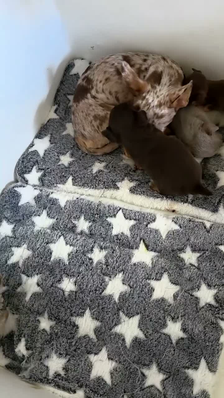 Chihuahua dogs for sale: Beautiful Top Quality Tiny Chihuahua Puppies - Video 1