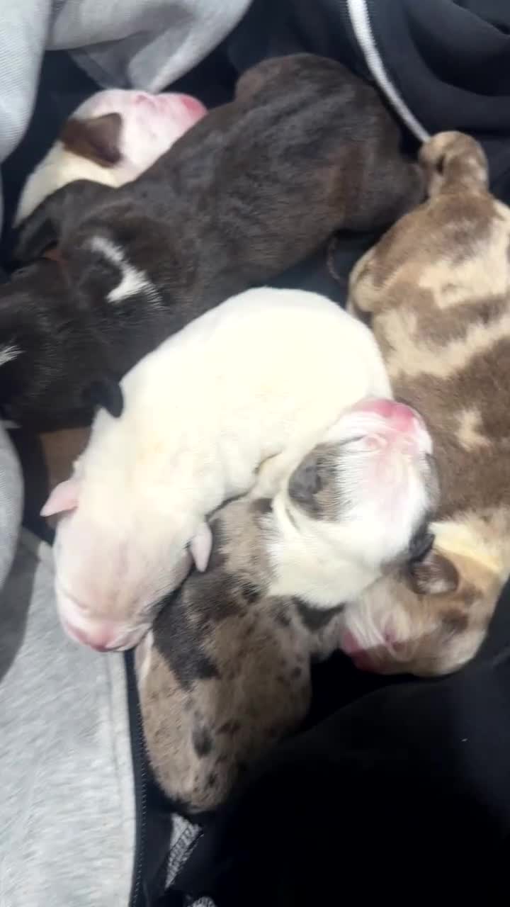 American Bully dogs for sale: Stunning Pocket Bully pups paymentplans available - Video 2