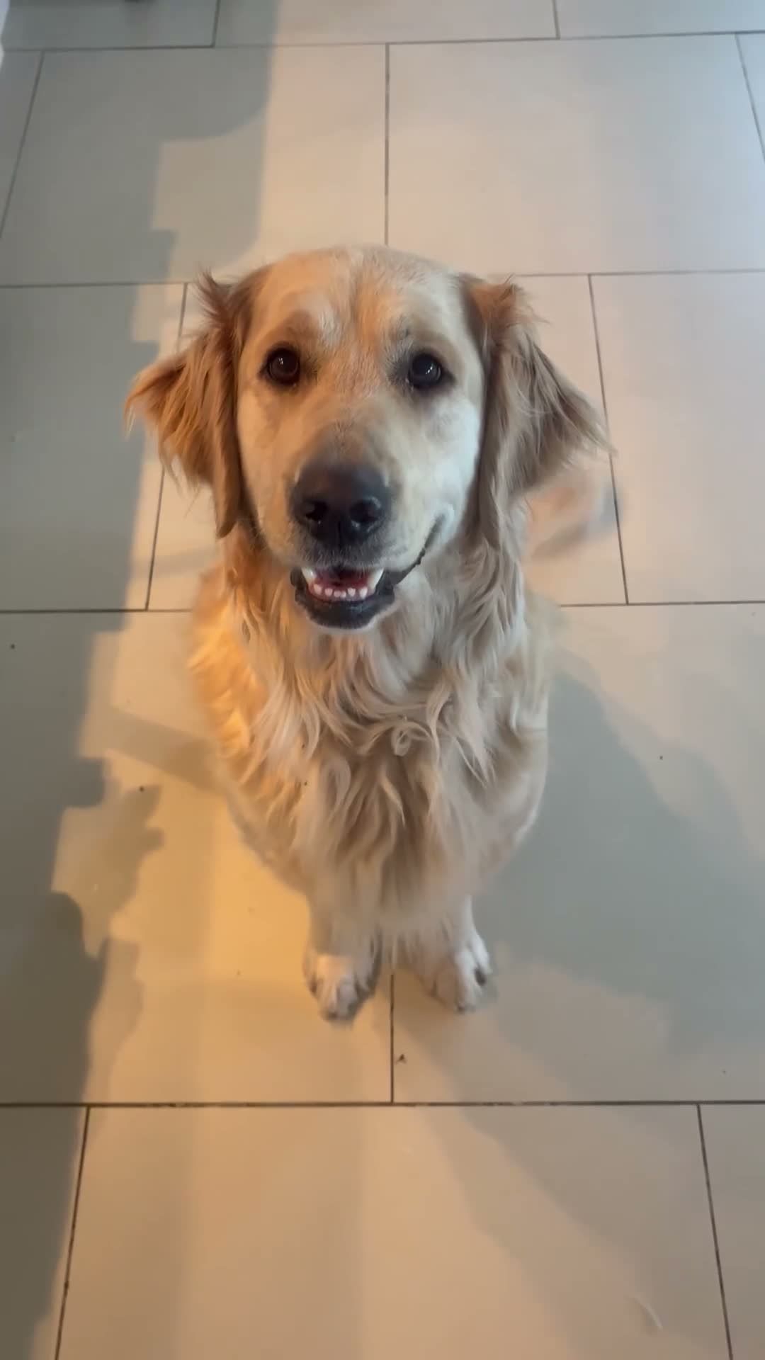 Golden Retriever dogs for sale: Beautiful chunky Golden Retriever puppies for sale in Welshpool - Video 1