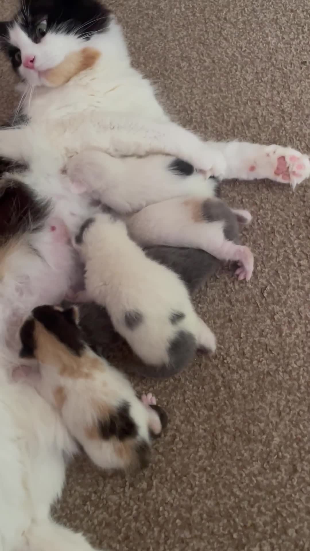 Mixed Breed cats for sale: Ragdoll cross birthed 5 babies in Paignton - Video 1