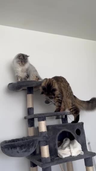 Maine Coon cats for stud: Main Coon STUD ONLY Classic Tabby in Glasgow - Video 1