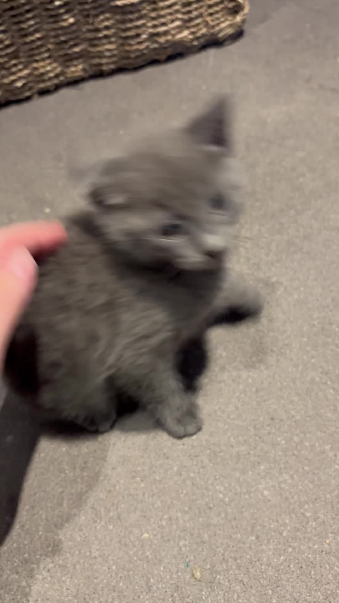 Mixed Breed cats for sale: Beautiful mixed breed seal point ragdoll mix  - Video 1