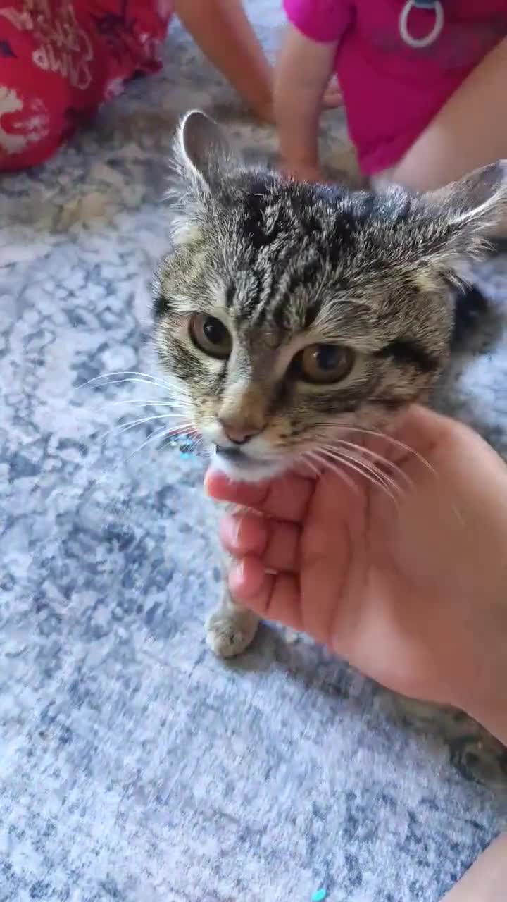 Mixed Breed cats for sale: (FREE) Tabby male cat - Video 1