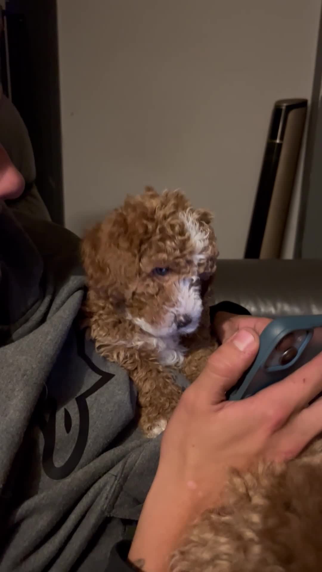 Cockapoo dogs for sale: Stunning curly coated Toy Cockapoos  - Video 1