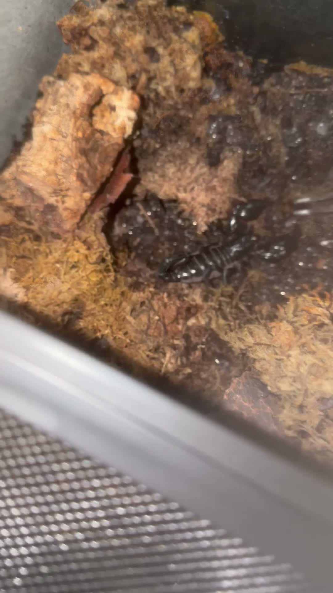 Mixed Breed reptiles for sale: Giant Asian Forest Scorpion - Video 1