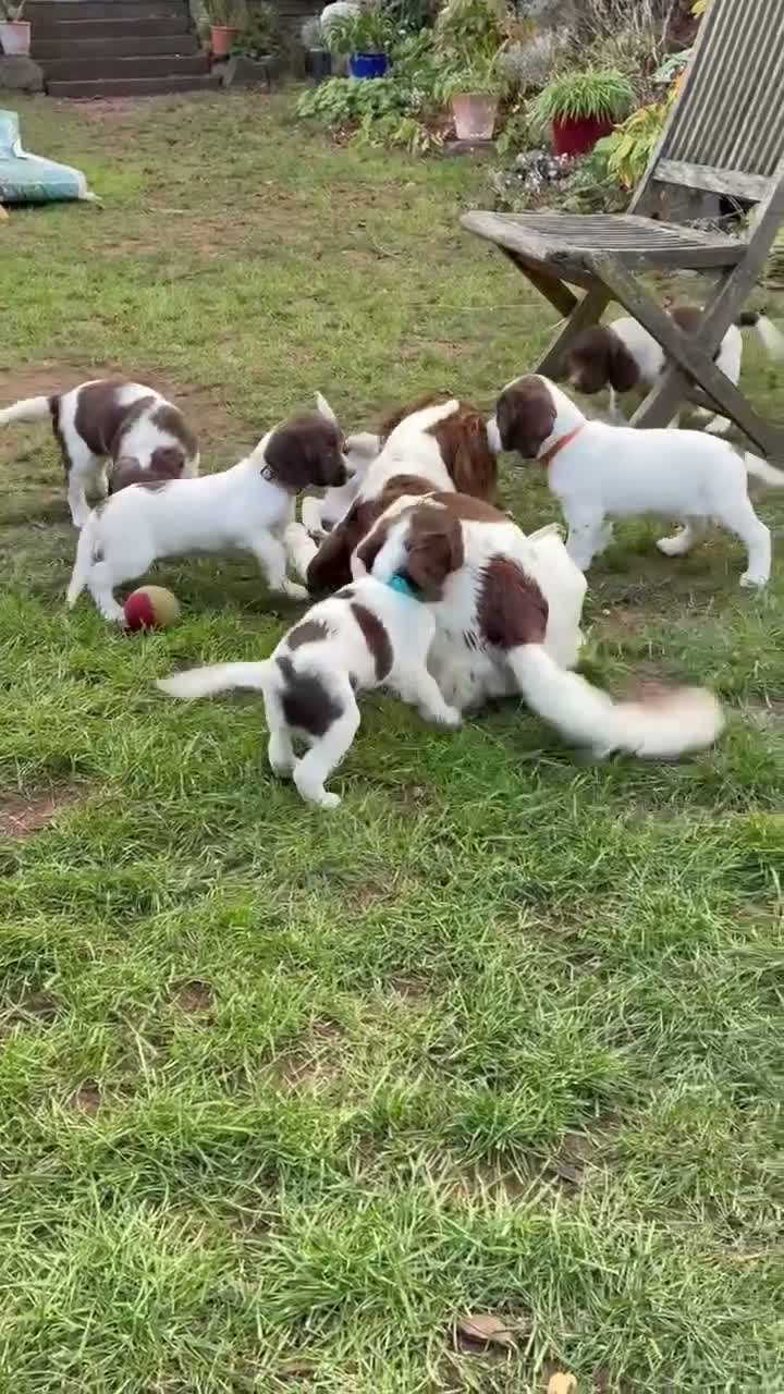 English Springer Spaniel dogs for sale: Willows pups. One girl remaining  - Video 1