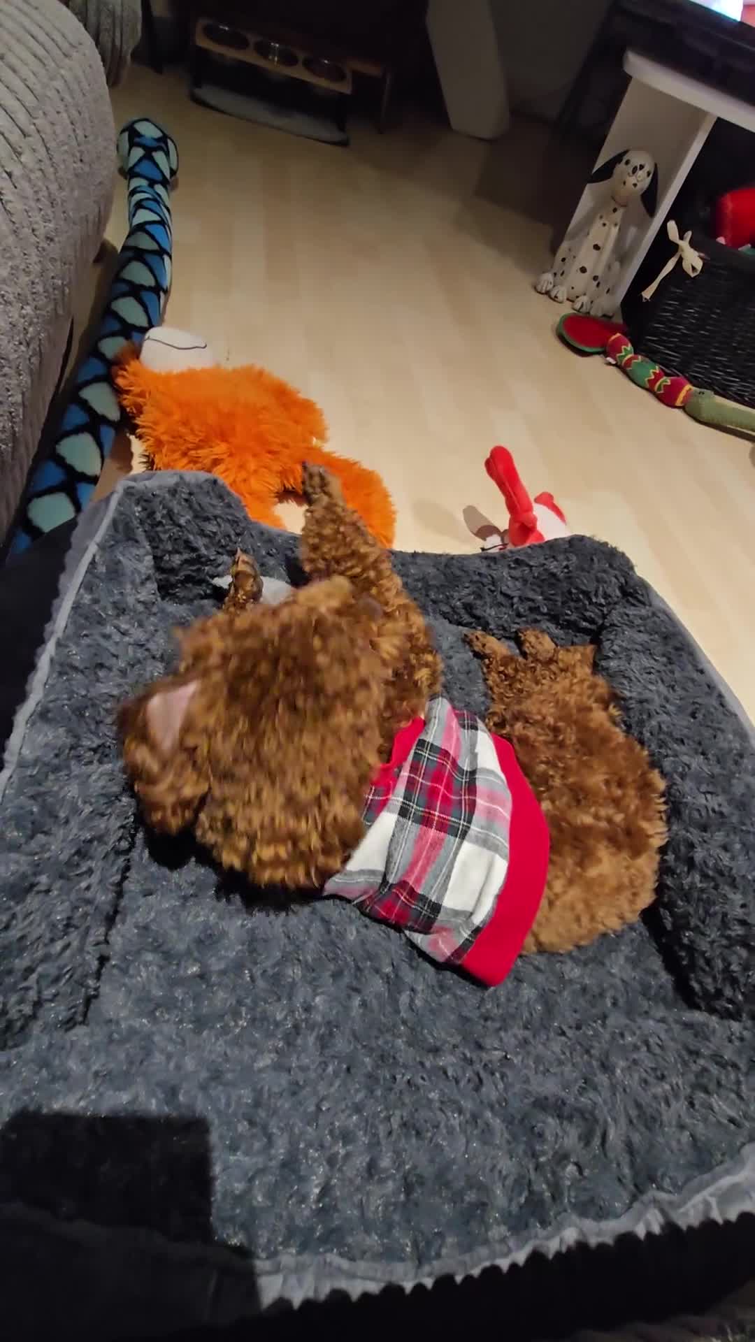 Toy Poodle dogs for stud: Toy poodle for STUD - Video 4