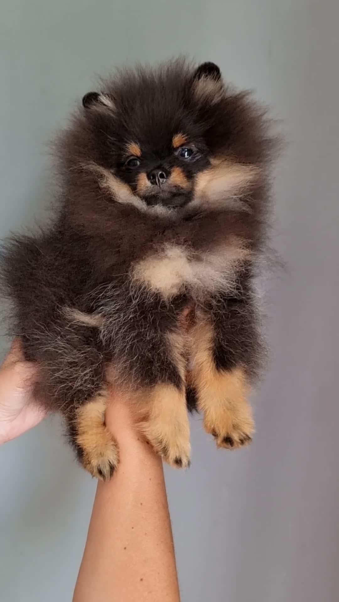 Pomeranian dogs for sale: THE LAST ONE luxury Pomeranian Puppy for sale!!! - Video 1