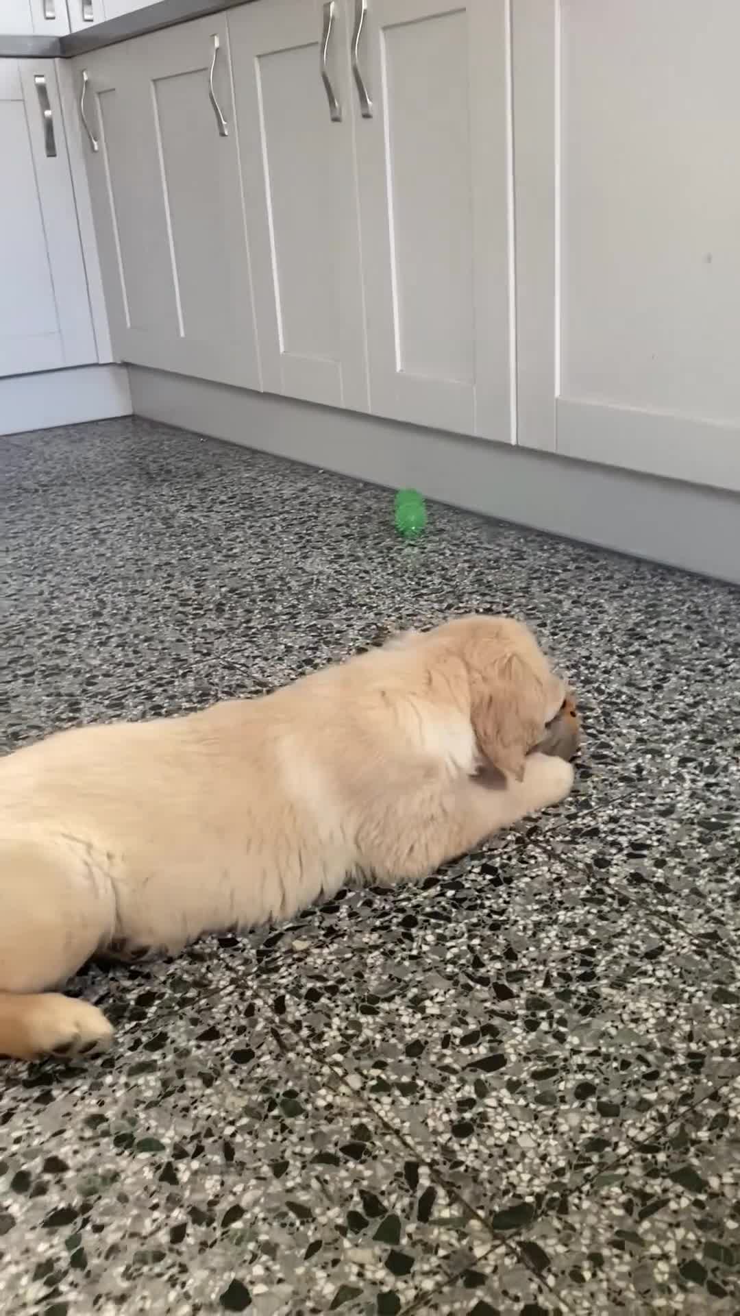 Golden Retriever dogs for sale: KC Registered Golden Retriver Puppies - Video 2