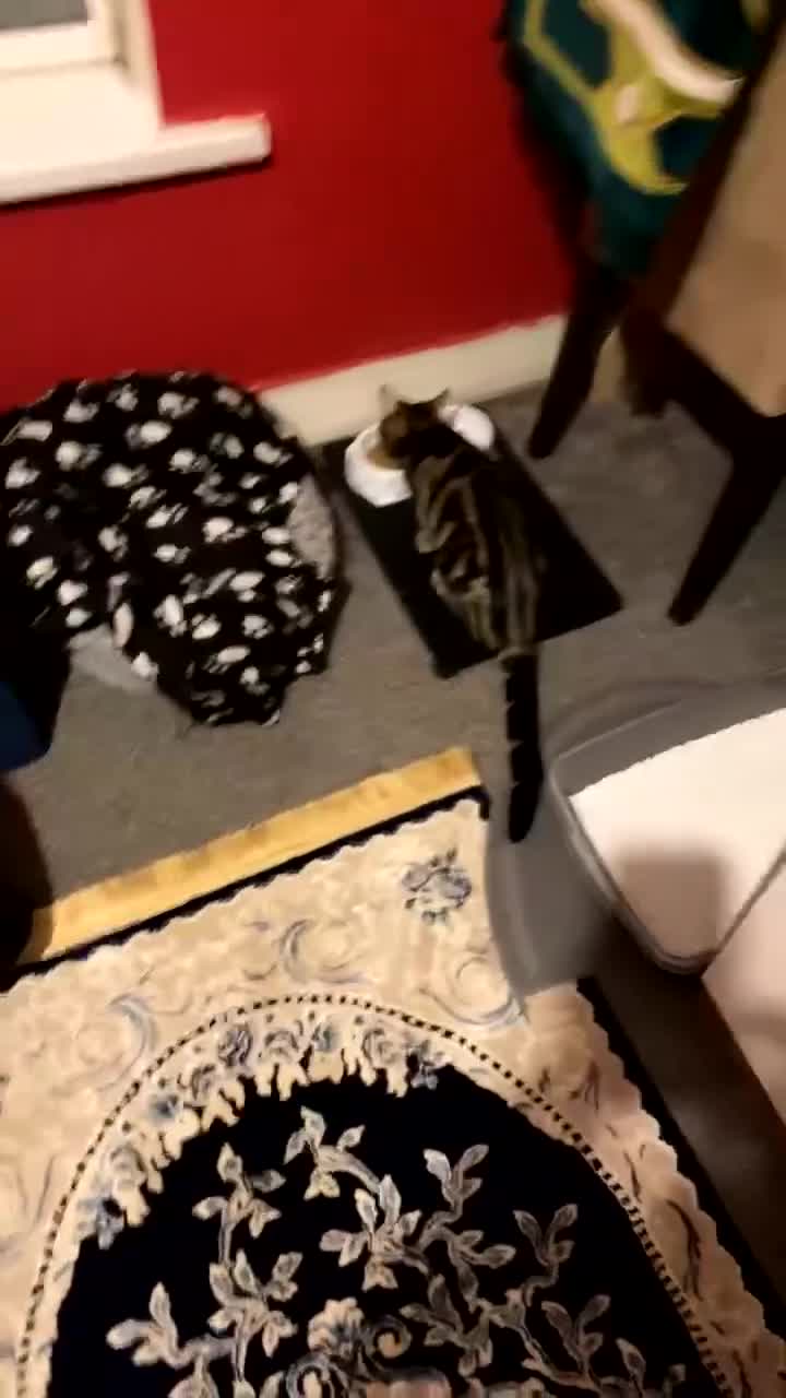 Mixed Breed cats for sale: 6 month old male tabby cat for sale - Video 2