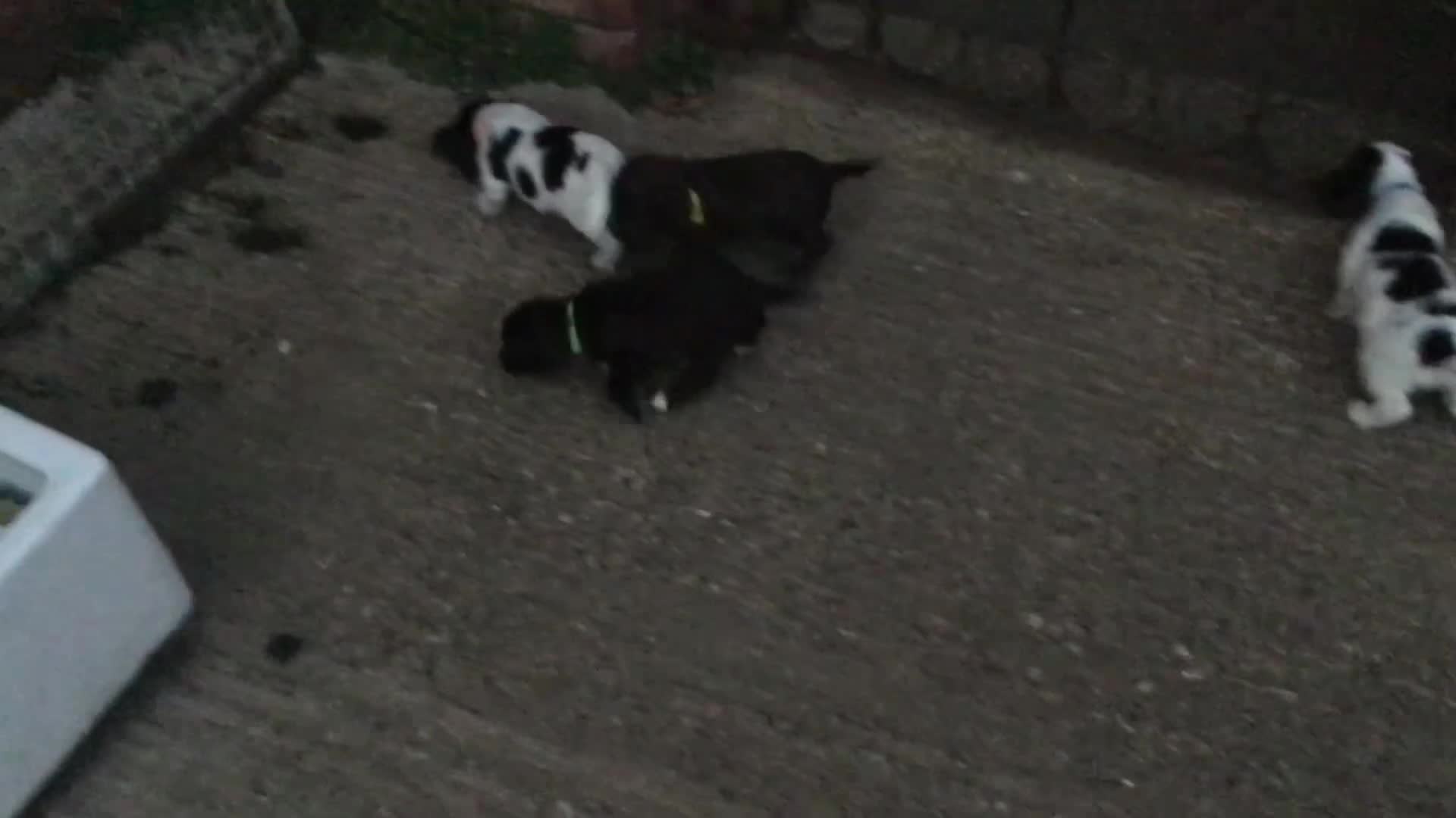 Cocker Spaniel dogs for sale: Cocker Spaniel - Video 1