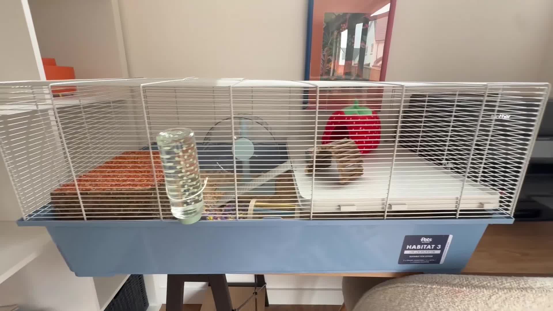 Hamster rodents for sale: Male baby hamster - rare mink brown - Video 3